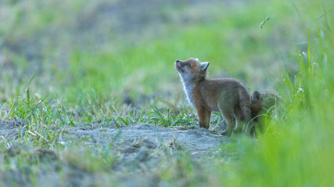 (Bilder: Gianluca Volpe)
