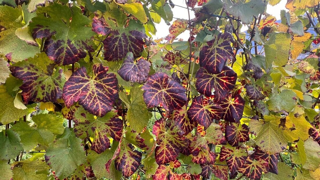 Heiligkreuz (Alois Bärtsch)