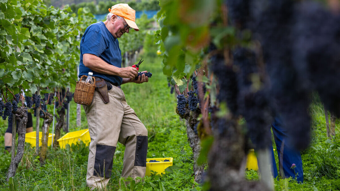 Blaue Pracht: Die Pinot-noir-Trauben am Oelberg sind dieses Jahr kerngesund. (Bilder: Gianluca Volpe)