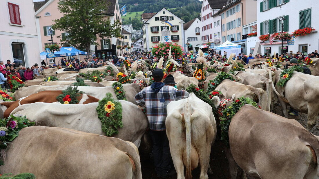 Spektakel: Die Melser Alpabfahrten. Bilder Ignaz Good