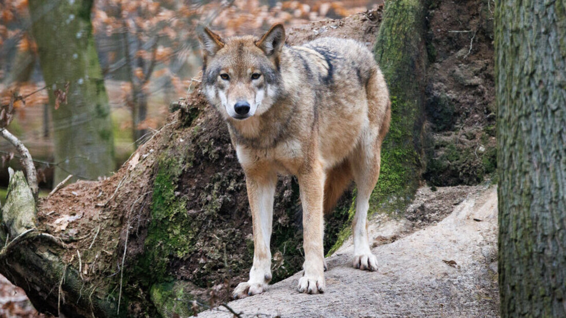 (Symbolbild: Keystone)