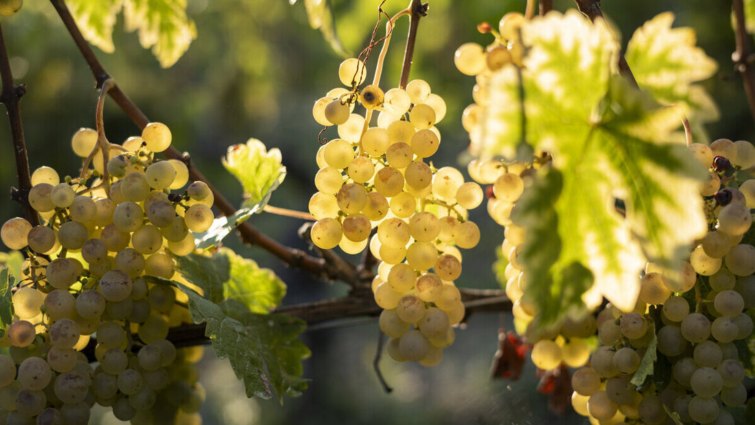 Verändert sich: Der Weinanbau im Sarganserland wird vom Klimawandel beeinflusst. (Symbolbild: Keystone)