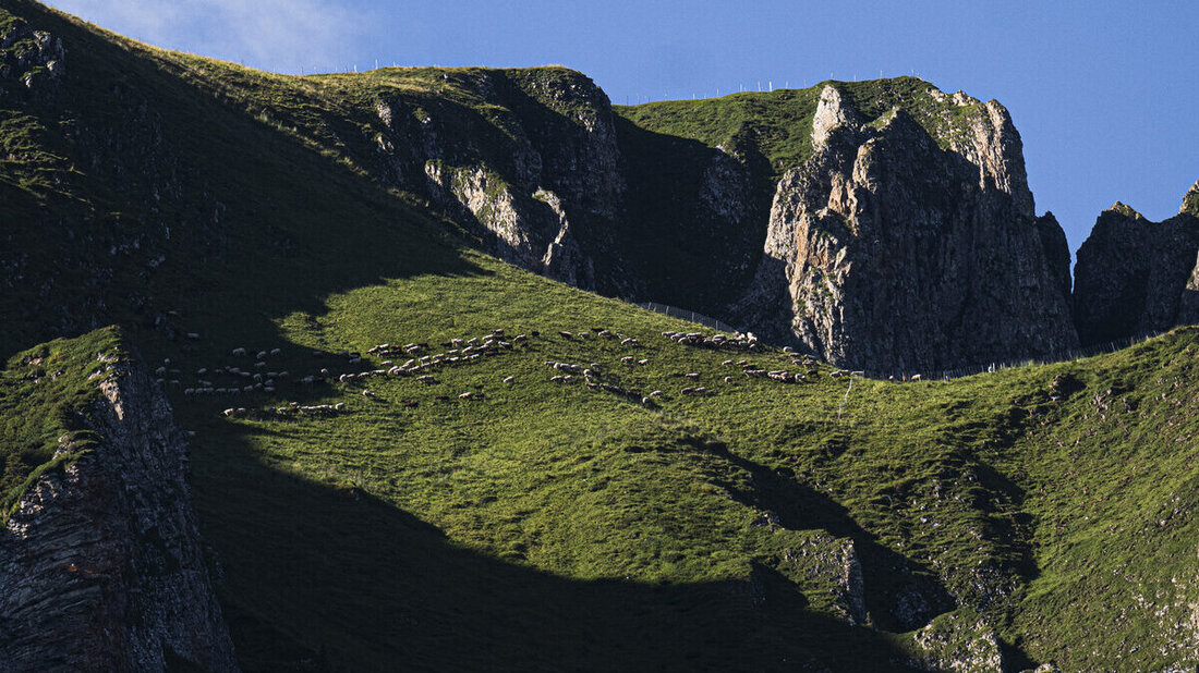 SCHWEIZ WOLFSRISSE ALP HALDE