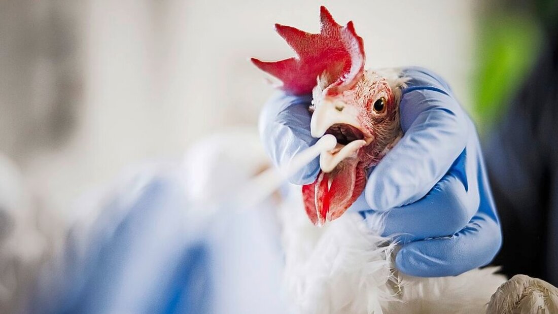 Präventivmassnahmen: Nach dem Ausbruch der Vogelgrippe in Wil haben die Behörden in mehreren Betrieben Tiere auf das Virus getestet. (Symbolbild: Keystone)