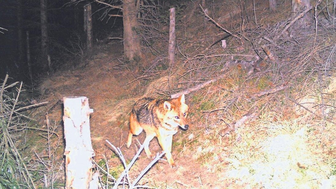 Einer der ersten: Dieser Goldschakal tappte im Dezember 2015 in der Surselva in eine Fotofalle.
(Bild: Amt für Jagd und Fischerei Graubünden)