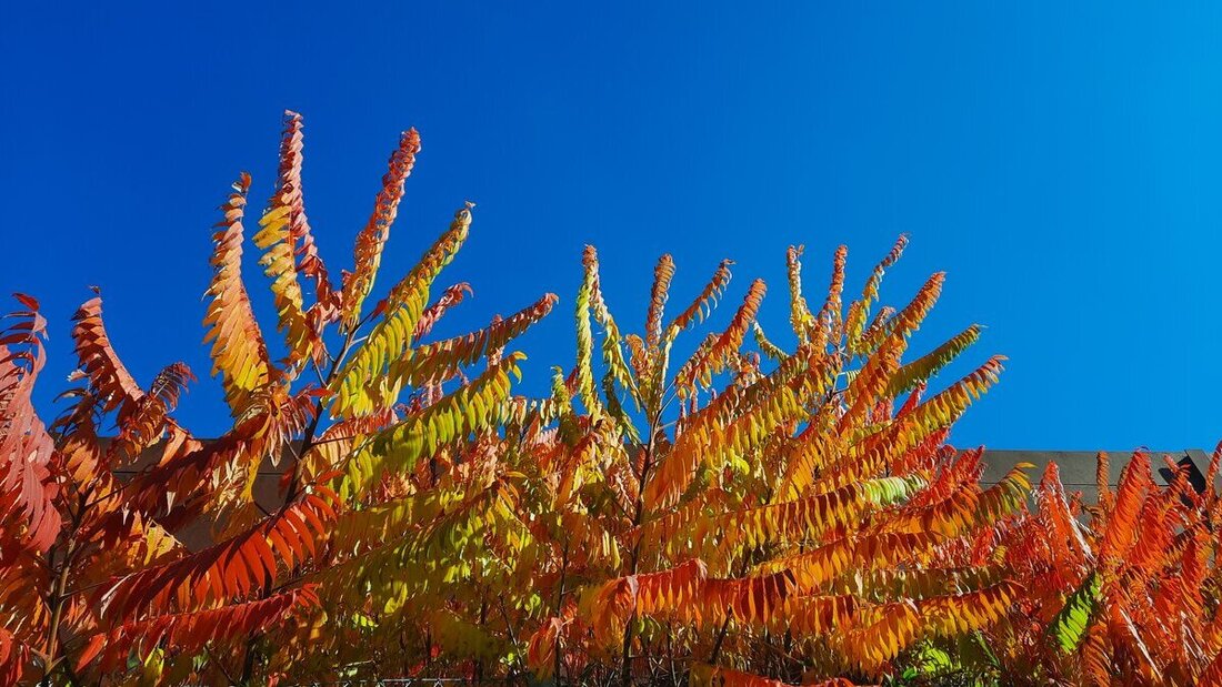 Mels (Meinrad Birchmeier)