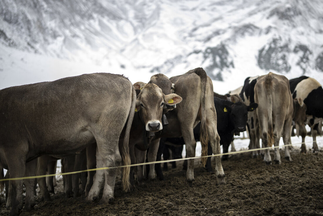 SCHWEIZ HERBST WINTER ALPABZUG