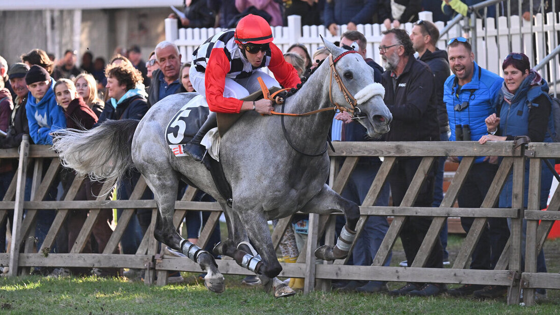 Klarer Sieger des Hauptrennens: Dylan Ubeda gewinnt mit «Karma de Reve» den GP des Cross-Clubs Maienfeld. (Bild: Ueli Wild/horseracing.ch)