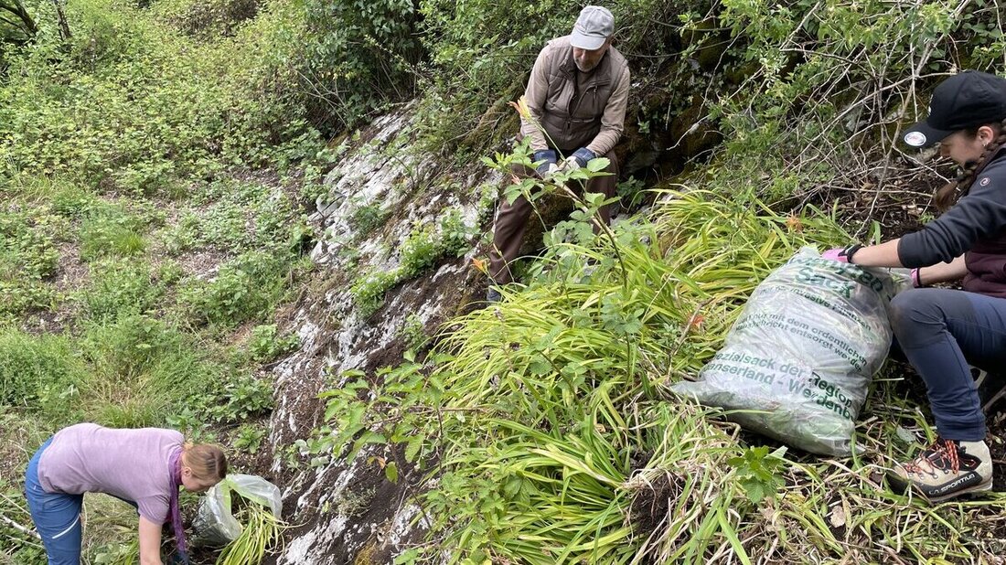 Erweist sich als sehr aufwendig: Das Entfernen der aus Asien stammenden Gelbroten Taglilie beim Schloss Sargans. (Pressebilder)