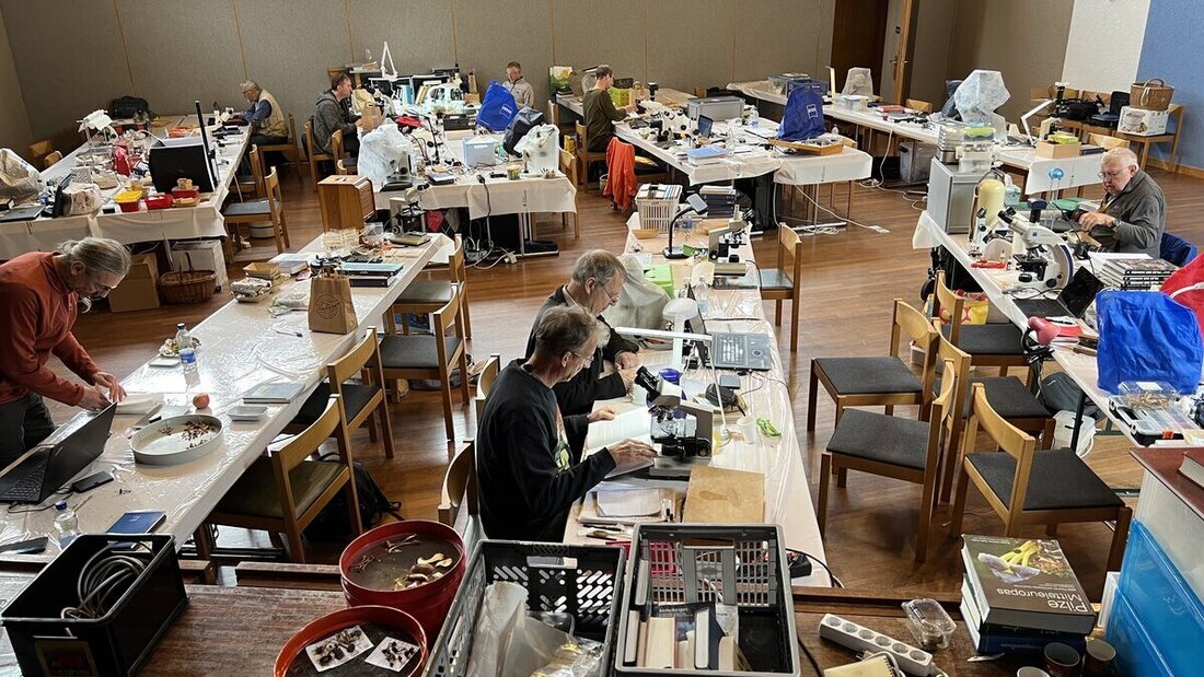 Konzentriert an der Arbeit: Die Teilnehmer am Cortinarien-Kongress im Neu-Schönstatt in Quarten. (Bilder Hans Bärtsch)