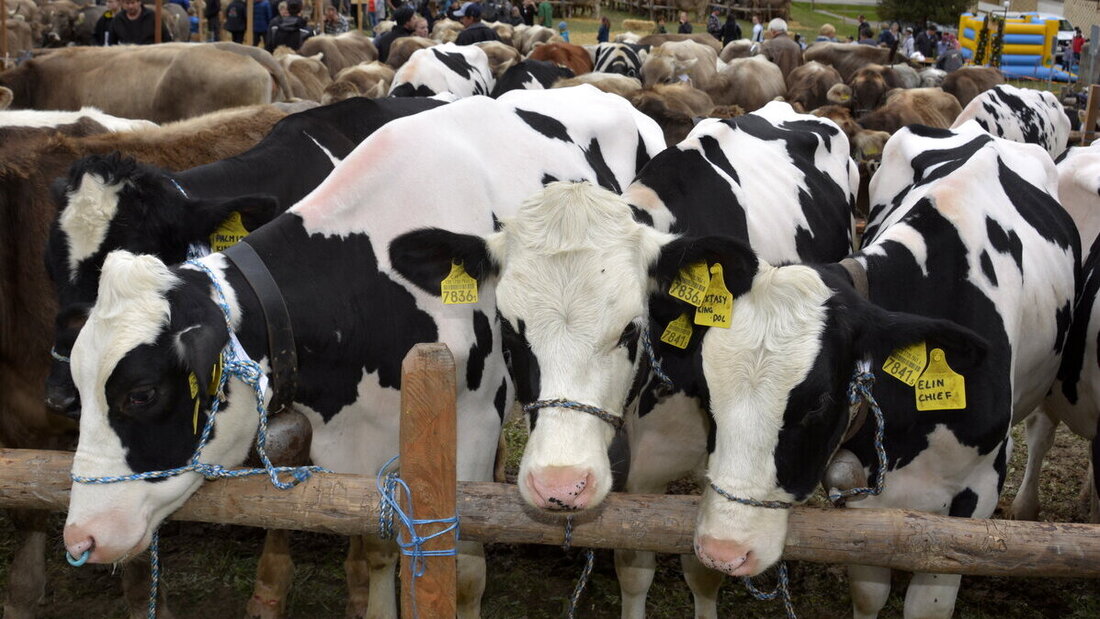 Standen im Mittelpunkt: Die Valenser Rinder.