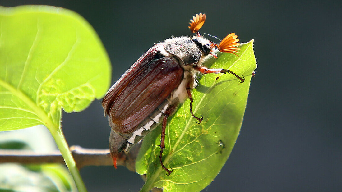Maikäfer. (Bild: Wolfgang Kumm/Keystone)