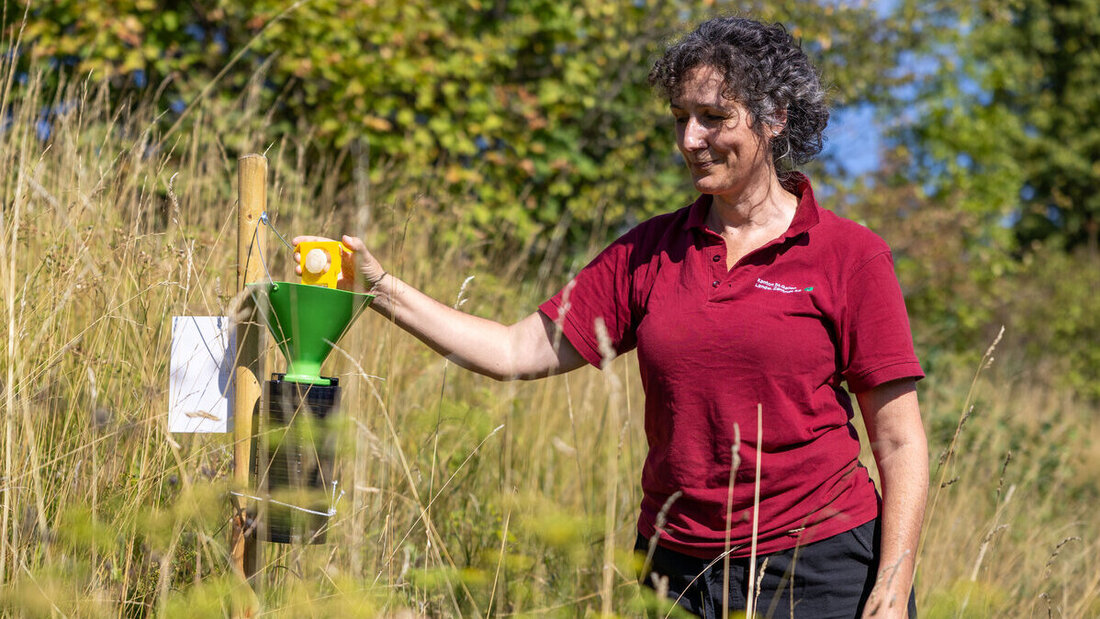 Prüft eine der in Buchs verteilten Fallen: Nina Thomas, Beraterin Pflanzenschutz Landwirtschaftliches Zentrum St. Gallen. (Bilder: Gianluca Volpe)