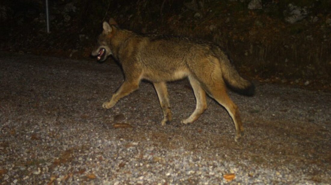 So kann ein Wolf auch nachgewiesen werden: Im März 2024 löst ein Wolf im Kanton Glarus eine Wildkamera aus. (Archivbild)