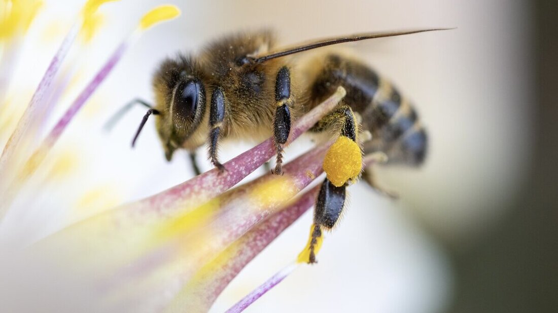 Auf Futtersuche: Honigbienen sammeln Pollen an einer blühenden Lavendelpflanze. Sie lieben aber auch Honigtau, den süssen, klebrigen Saft von Blatt- und Schildläusen. (Bild: Gianluca Volpe)