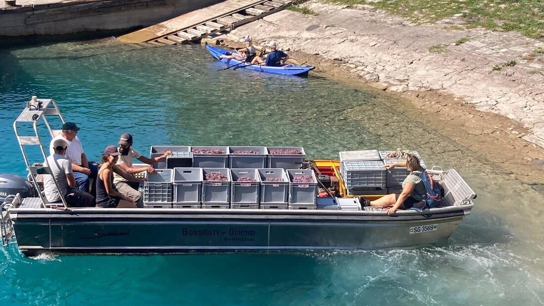 Bereit für die Seeüberquerung: Die süsse Ernte ist sicher im Boot versorgt, nun geht es von Quinten nach Unterterzen. (Bilder: Guido Städler/Pressedienst)