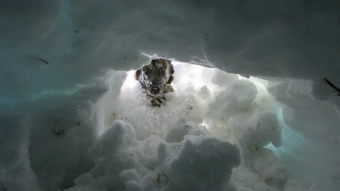 Lawinen erfassten in diesem Jahr besonders viele Personen. Die Zahl der Lawinentoten lag aber im Durchschnitt. (Symbolbild) 20260331145947413.jpg