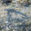 KEYSTONE/MICHAEL BUHOLZER 20260718100046236.jpg