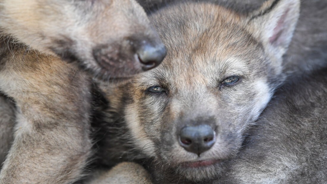 Zwei Wolfswelpen kuscheln sich aneinander. Der Kanton Graubünden kann Stand Anfang Oktober 2025 Jungwölfe in neun der 13 Rudel schiessen. Ein weiteres Rudel wird zudem ganz ausgelöscht. (Symbolbild) 20251001155158999.jpg
