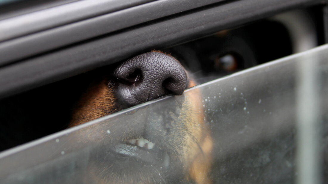 Hunde sollten bei warmen Temperaturen nicht in Autos zurückgelassen werden. (Archivbild) 20260622125739142.jpg