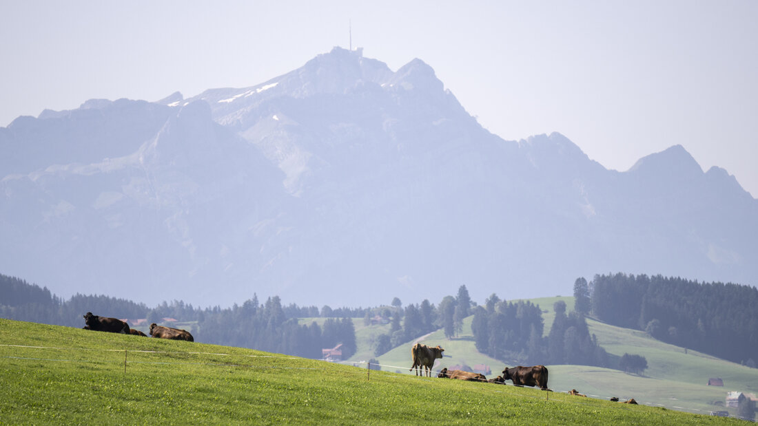 2021 wurden in Eggersriet SG erstmals Rückstände von PFAS in Landwirtschaftsböden nachgewiesen. Seither dreht das Thema immer weitere Kreise. (Archivbild) 20260716111120467.jpg
