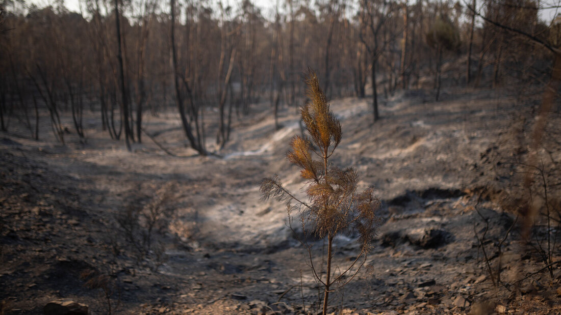 Verbrannte Fläche im vom Waldbrand betroffenen Gebiet in der Provinz Huelva. Wegen des Waldbrandes wurden am 09.08.2026 knapp 500 Menschen in Sicherheit gebracht. Spanien wird in diesem Jahr von einer außergewöhnlichen Waldbrandsaison heimgesucht. Foto: Clara Carrasco/EUROPA PRESS/dpa 20260810165040527.jpg