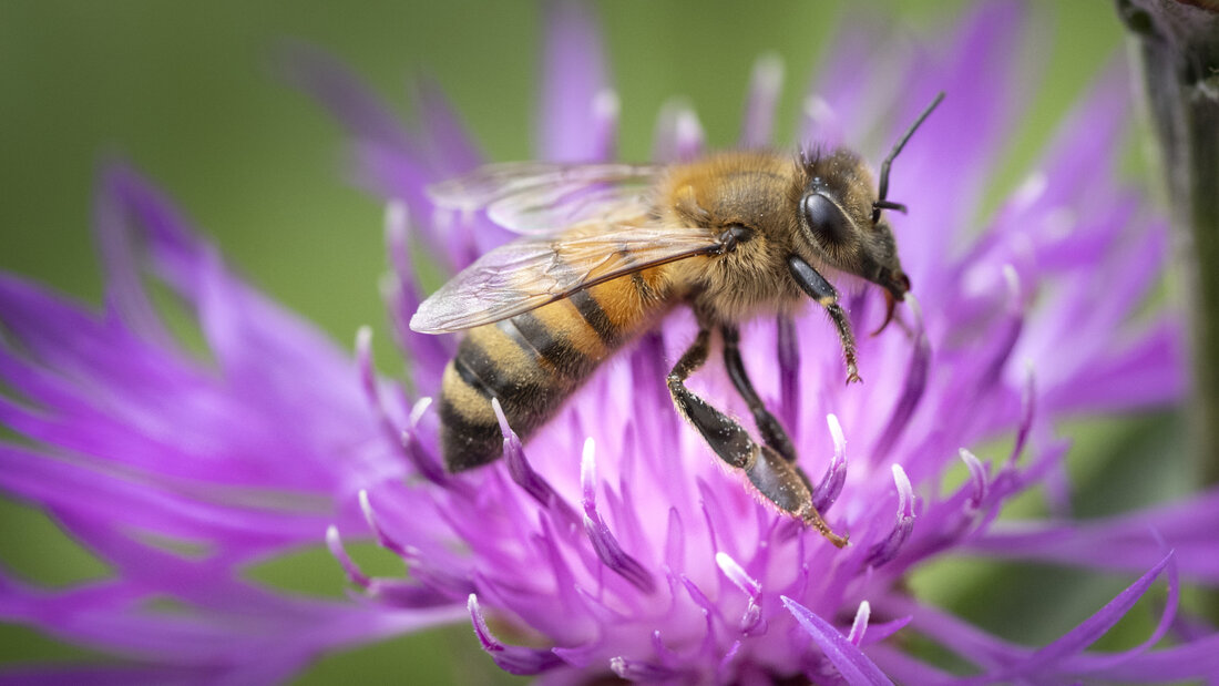 Wild- und Honigbienen fliegen teilweise unterschiedliche Pflanzen an. (Symbolbild) 20260824094331846.jpg