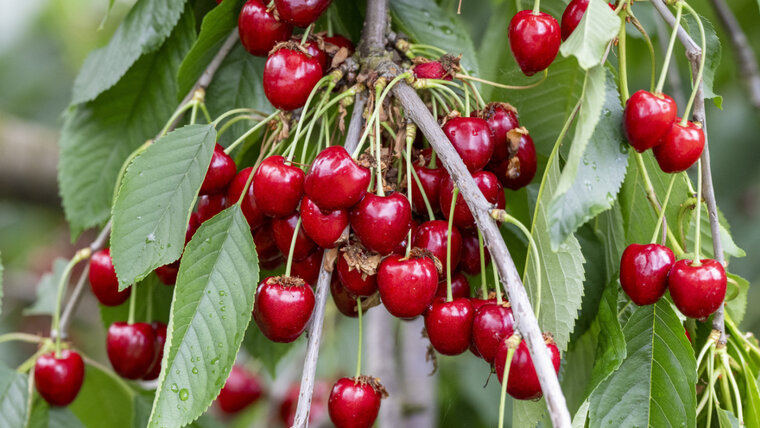 KEYSTONE/URS FLUEELER 20250625143542248.jpg