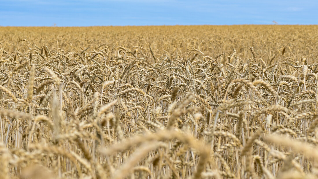 Die grossen Parteien sind offen für die Zulassung von mit neuen Methoden gezüchteten Pflanzen. (Symbolbild) 20250709132025782.jpg