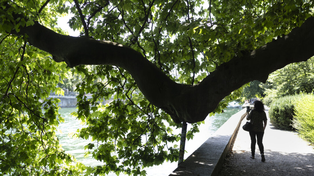 Bäume kühlen Städte einer neuen Studie zufolge auch bei Hitzewellen ab. 20250623095909996.jpg