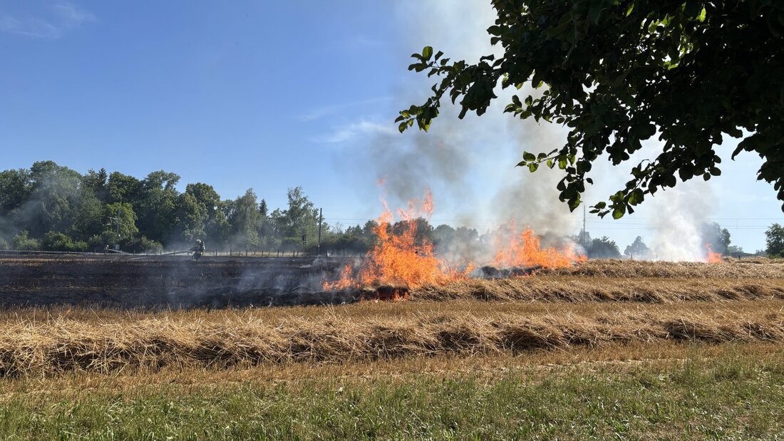 In Winden TG ist ein Weizenfeld in Brand geraten. (Archivbild) 20260713105119012.jpg