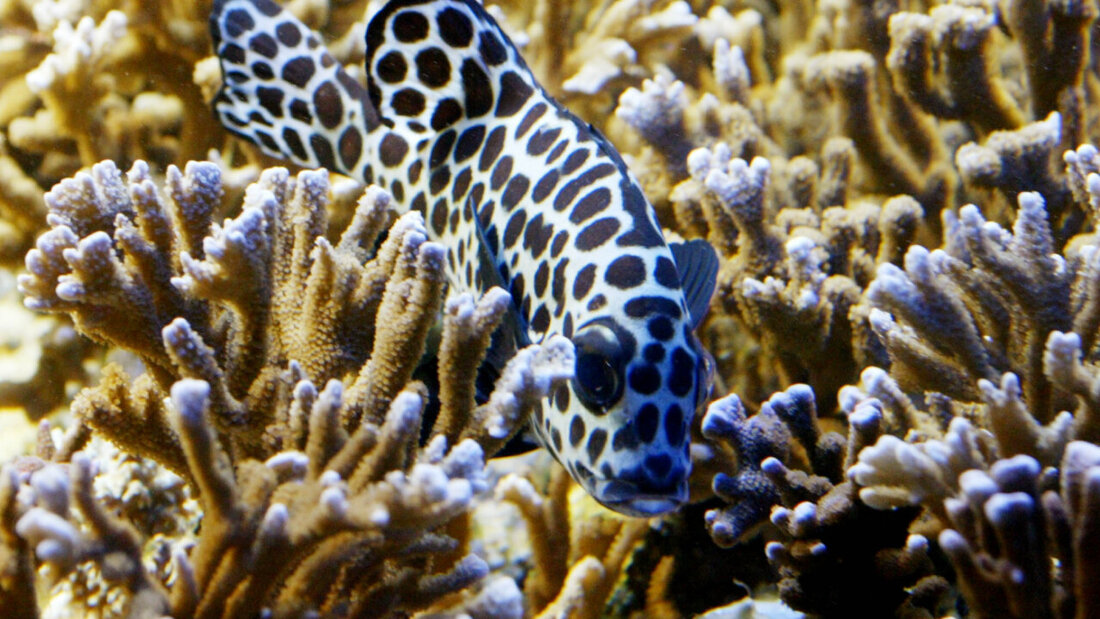 Forscher entdecken in der Tiefsee eine bislang unbekannte Steinkorallenart. (Symbolbild) 20251125055144164.jpg