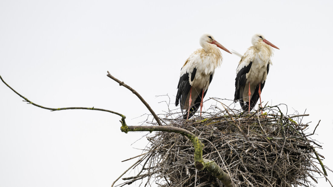 Statt die Reise nach Afrika anzutreten, überwintern immer mehr Störche direkt in der Schweiz. Das geänderte Zugverhalten und wirksame Schutzmassnahmen haben die Rückkehr der in der Schweiz einst ausgestorbenen Vögel möglich gemacht. (Archivbild) 20260721110054513.jpg