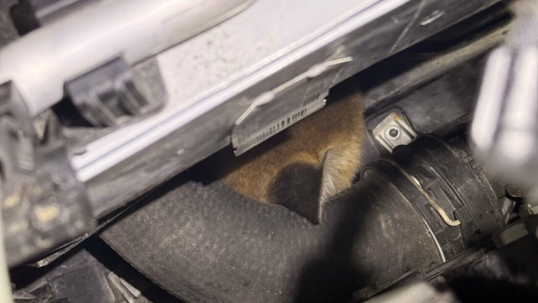 Blinde Passagiere, gut versteckt: Zwei Jungfüchse nisteten sich in Winterthur in einem Motor ein. 20260522153139825.jpg