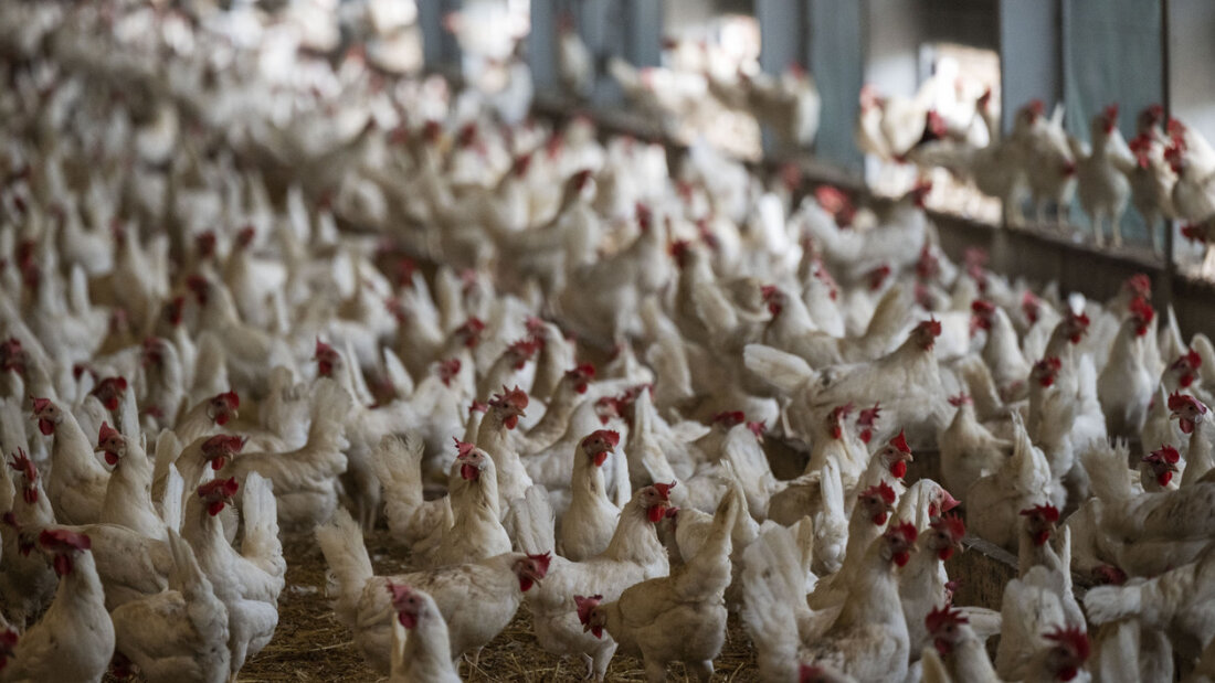 Suisse Garantie warb mit Eiern aus "kleinen Herden". Die Lauterkeitskommission stuft dies als irreführend ein, da die meisten Hühner in grossen Beständen leben. Tierschützer hatten die Werbung beanstandet. (Archivbild) 20260929165402927.jpg