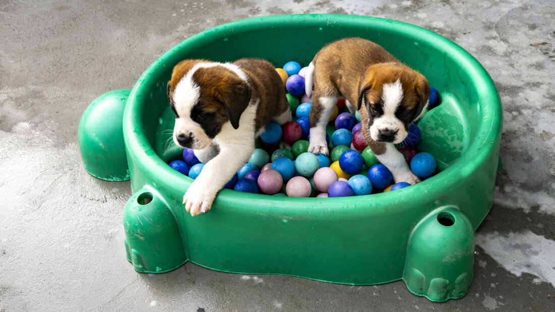 Zwei Bernhardiner-Welpen im Barryland in Martigny VS. 20250626155642723.jpg