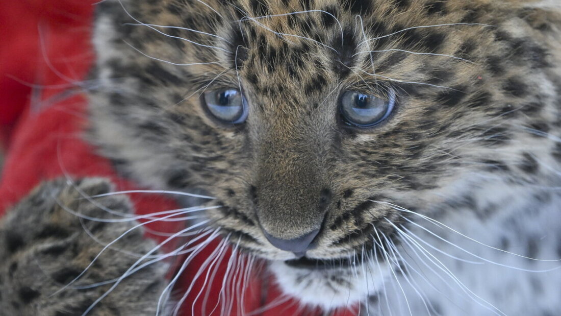 Überraschungsbesuch: Ein vierjähriger Leopard gelangte aufs Schweizer Botschaftsgelände im nepalesischen Kathmandu. (Themenbild) 20251111133756284.jpg