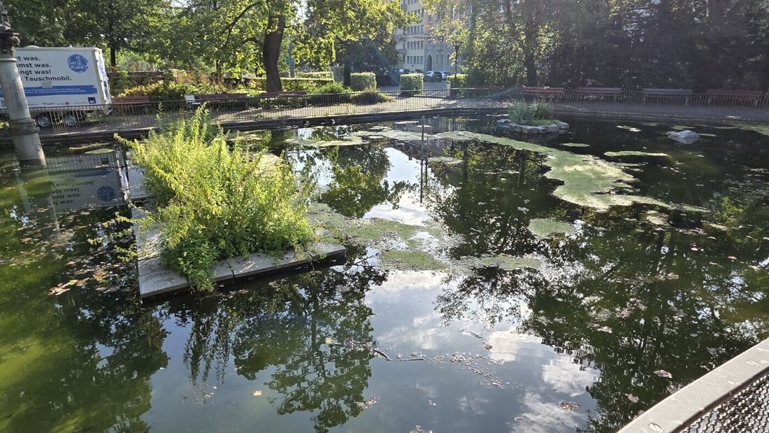 Der Weiher bei der Voliere ist stark von Algen befallen. 20260826135109133.jpg