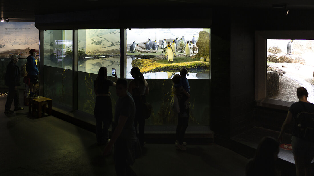 Wer sich Tickets für den Zoo Zürich online kaufen will, sollte vorsichtig sein: Es wird eine Kopie der Zoo-Webseite für betrügerische Zwecke missbraucht. (Archivbild) 20250210152744747.jpg