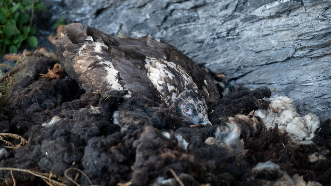 Der frisch in die Freiheit entlassene Bartgeier kauert in seinem neuen Nest. 20260525190015001.jpg