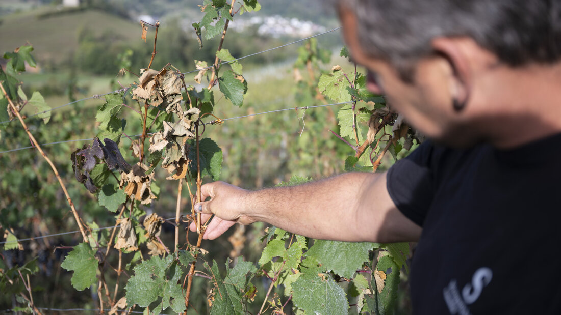 Winzer Andreas Schwarz aus Freienstein freute sich auf "ein super Weinjahr". Der Hagelzug vom vergangenen Freitag liess den Traum platzen. 20260903093345159.jpg