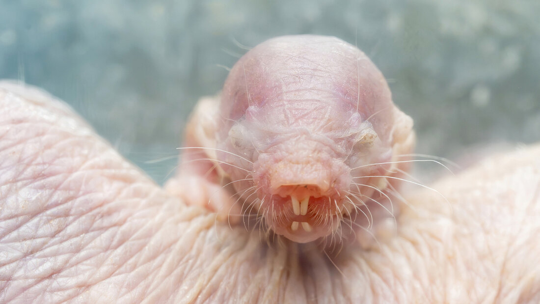 Nacktmulle sind eine ostafrikanische Säugetierart. Sie werden bis zu 15 Zentimeter lang und bis zu 30 Jahre alt. (Archivbild) 20260716092146570.jpg