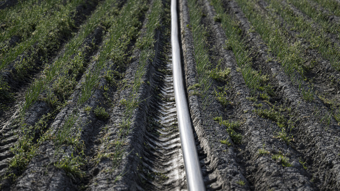 Die Landwirtschaft darf aus gewissen Flüssen aufgrund der anhaltenden Trockenheit kein Wasser mehr entnehmen. (Symbolbild) 20260702090322064.jpg