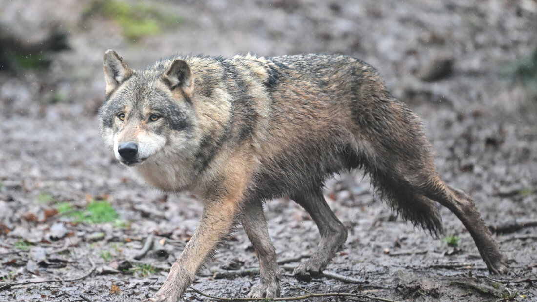 Ein Bündner Jäger hat 2025 fälschlicherweise einen Wolf getötet und wurde nun dafür verurteilt. (Symbolbild) 20260709103314809.jpg