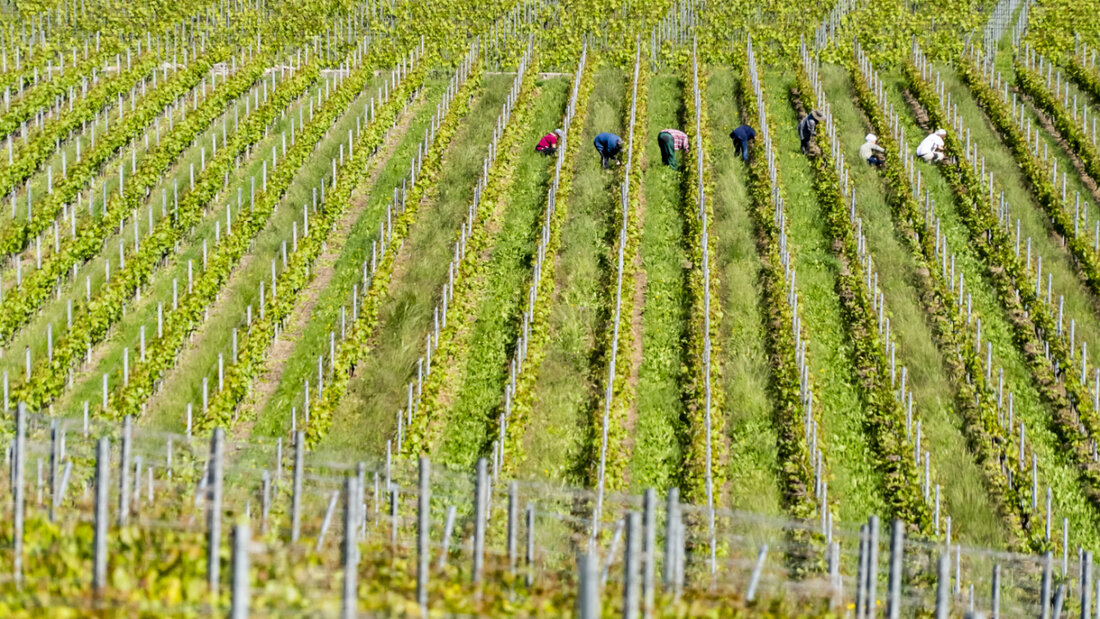 Grosse Schäden durch Naturereignisse blieben in der Landwirtschaft 2025 aus. (Archivbild) 20251029113033083.jpg