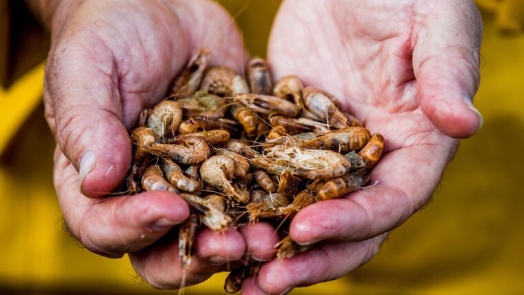 KEYSTONE/EPA/STEPHANIE LECOCQ 20251119102021547.jpg