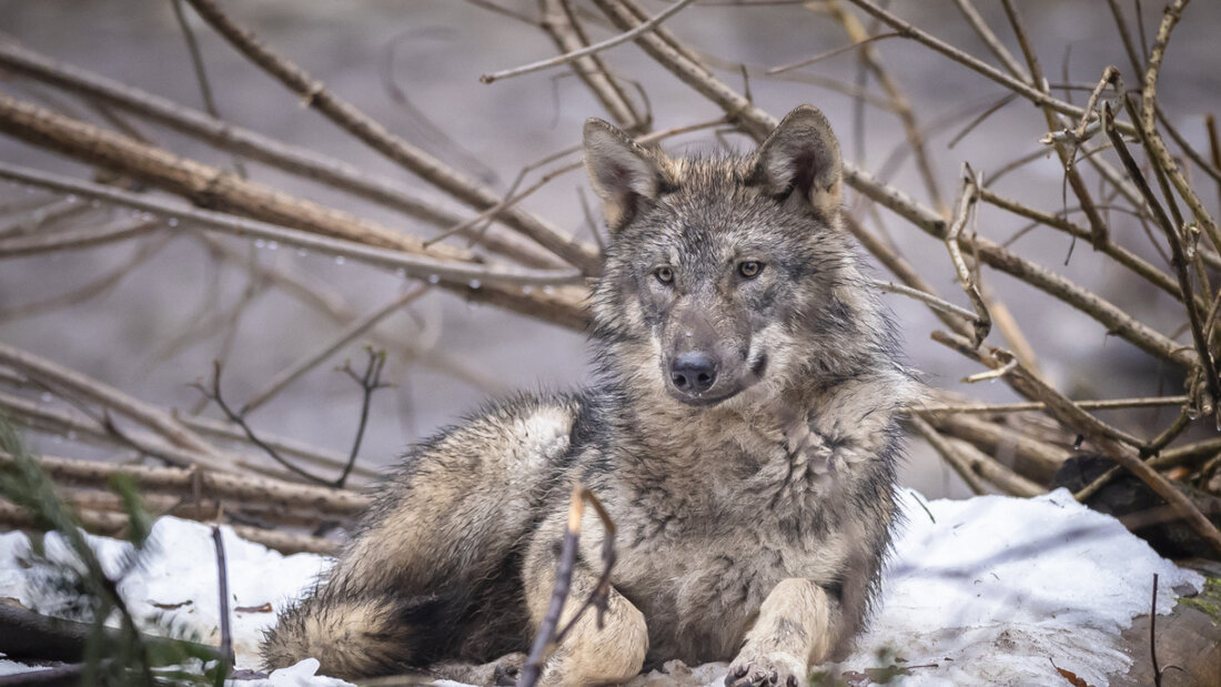 In der Schweiz sind zwischen September 2025 und Januar 2026 89 Wölfe getötet worden. (Archivbild) 20260203130244587.jpg