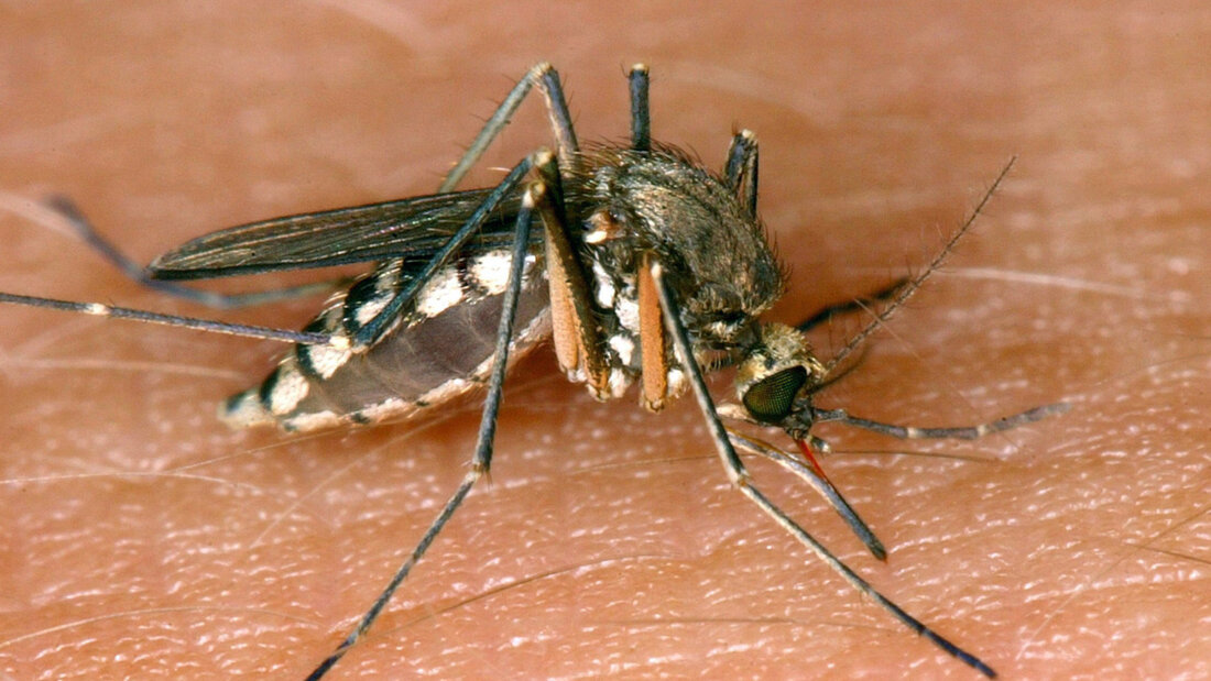 Eine Mücke saugt Blut aus der Haut. Mittlerweile sind in Europa mehr als 1000 Fälle von West-Nil-Virus festgestellt worden. (Archivbidl) 20260905071743280.jpg