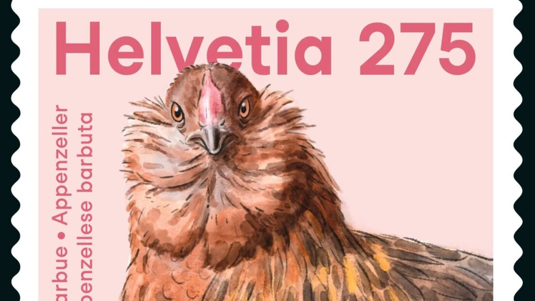 Das Appenzeller Barthuhn ist gut an das Schweizer Klima angepasst, dennoch wurde es mit der Zeit von anderen Hühnerrassen verdrängt. Nun ziert das gefährdete Huhn eine Briefmarke der Schweizerischen Post. 20260924112325685.jpg