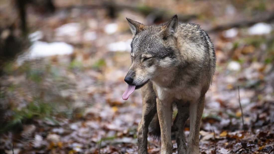Der Kanton Graubünden erhält grünes Licht vom Bund für die Wolfsjagd. Ab September dürfen in zahlreichen Rudeln Wölfe geschossen und ein ganzes Rudel komplett entfernt werden. (Archivbild) 20260828094007906.jpg